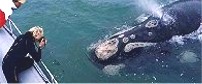 Whale Watching